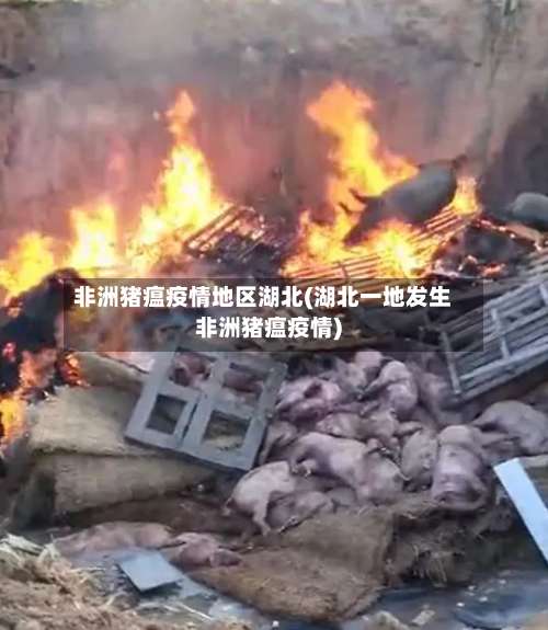 非洲猪瘟疫情地区湖北(湖北一地发生非洲猪瘟疫情)-第2张图片